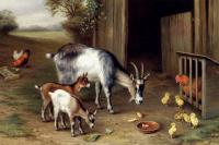 Edgar Hunt - Goats And Poultry
